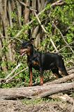 PINSCHER NAIN 117